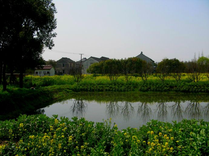 上海鄉(xiāng)村振興，建設(shè)美麗綠色幸?！叭龍@”