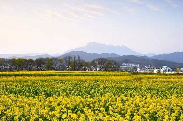 安慶潛山：突出個(gè)性特色，推動(dòng)鄉(xiāng)村振興
