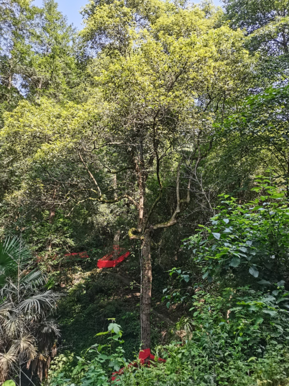 發(fā)力五型經(jīng)濟(jì)，著力打造“中國(guó)龍腦之都”
